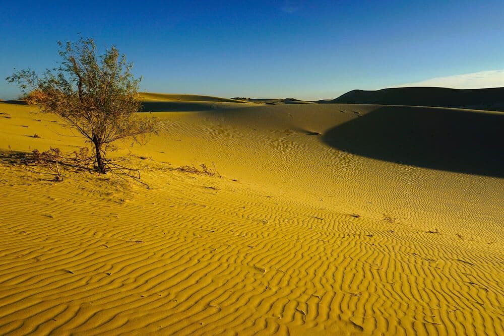 Les dunes de Monahans Sandhills State Park Texas