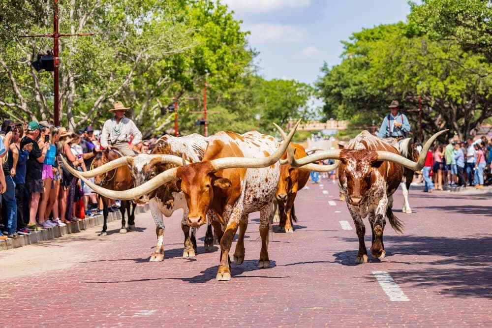 Les longhorns de Forth Worth, Texas