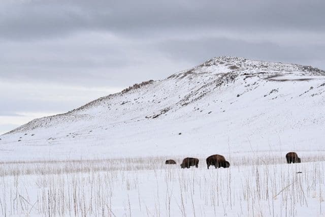 Antelope Island State Park
