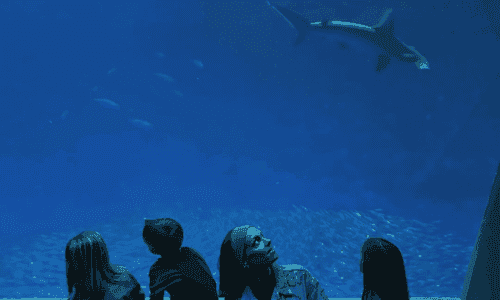 Aquarium de Monterey