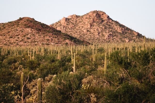 Saguaro