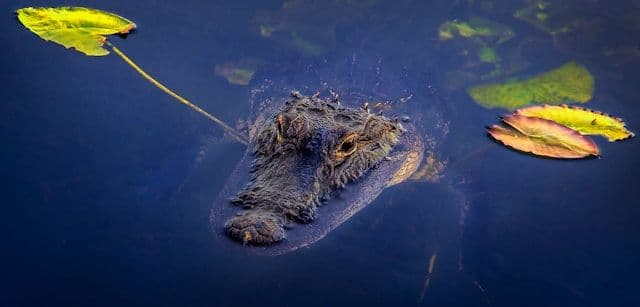 Alligator dans les Everglades NP