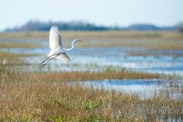 Oiseau dans les Everglades