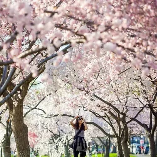 Washington DC et cerisiers