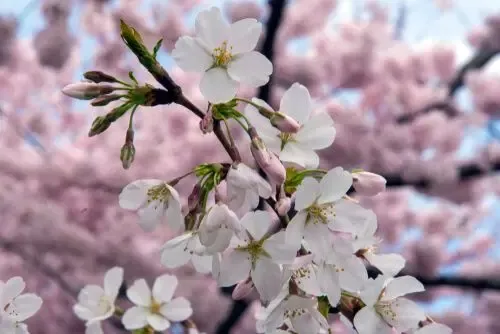 Washington DC et cerisiers