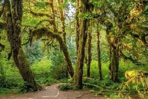 Hoh Rain Forest
