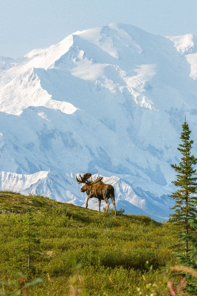 Parc national de Denali