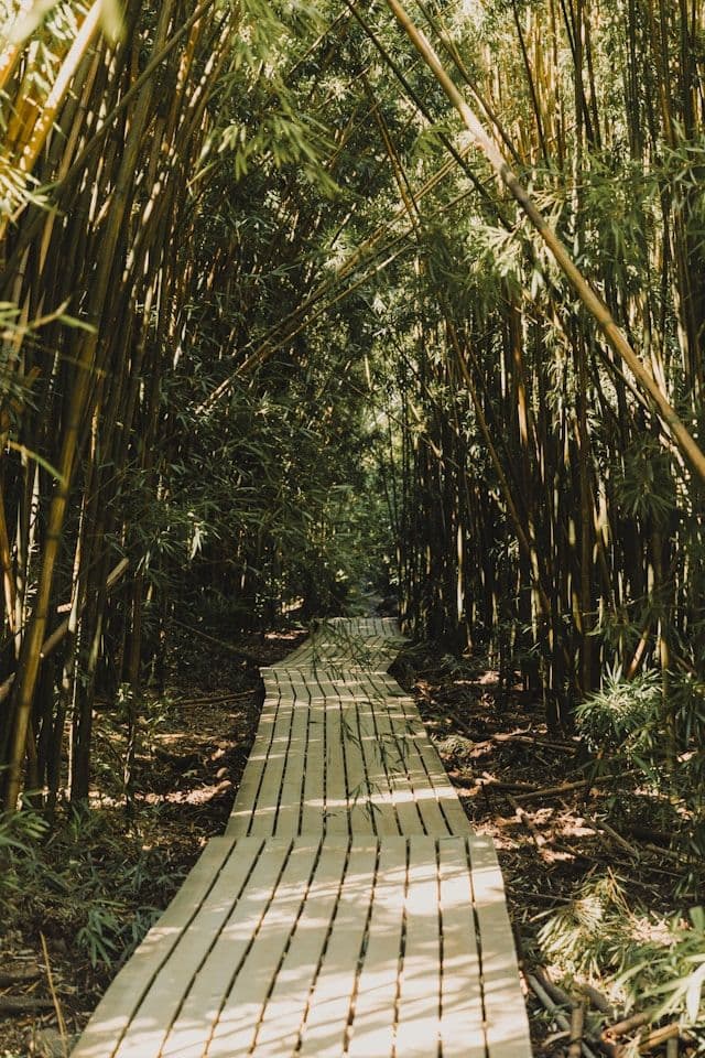 Bamboo Forest de Maui