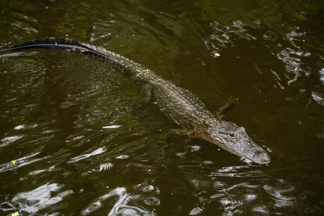 Alligator en Louisiane