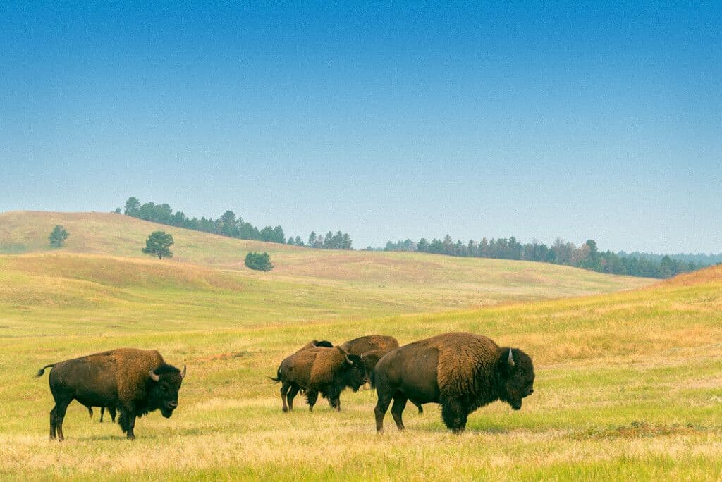 Le Custer State Park et ses bisons