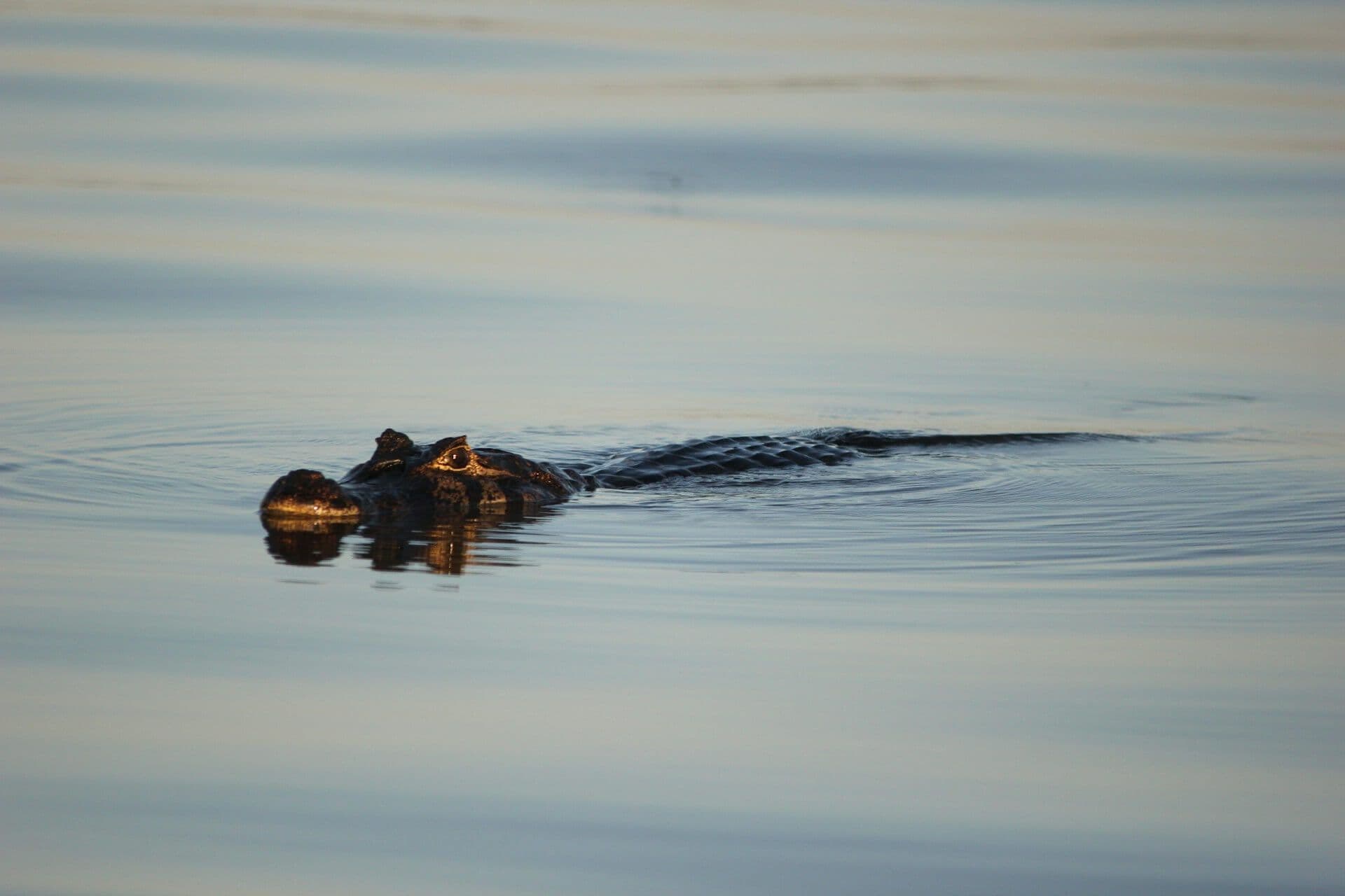 Faune sauvage à Poconé