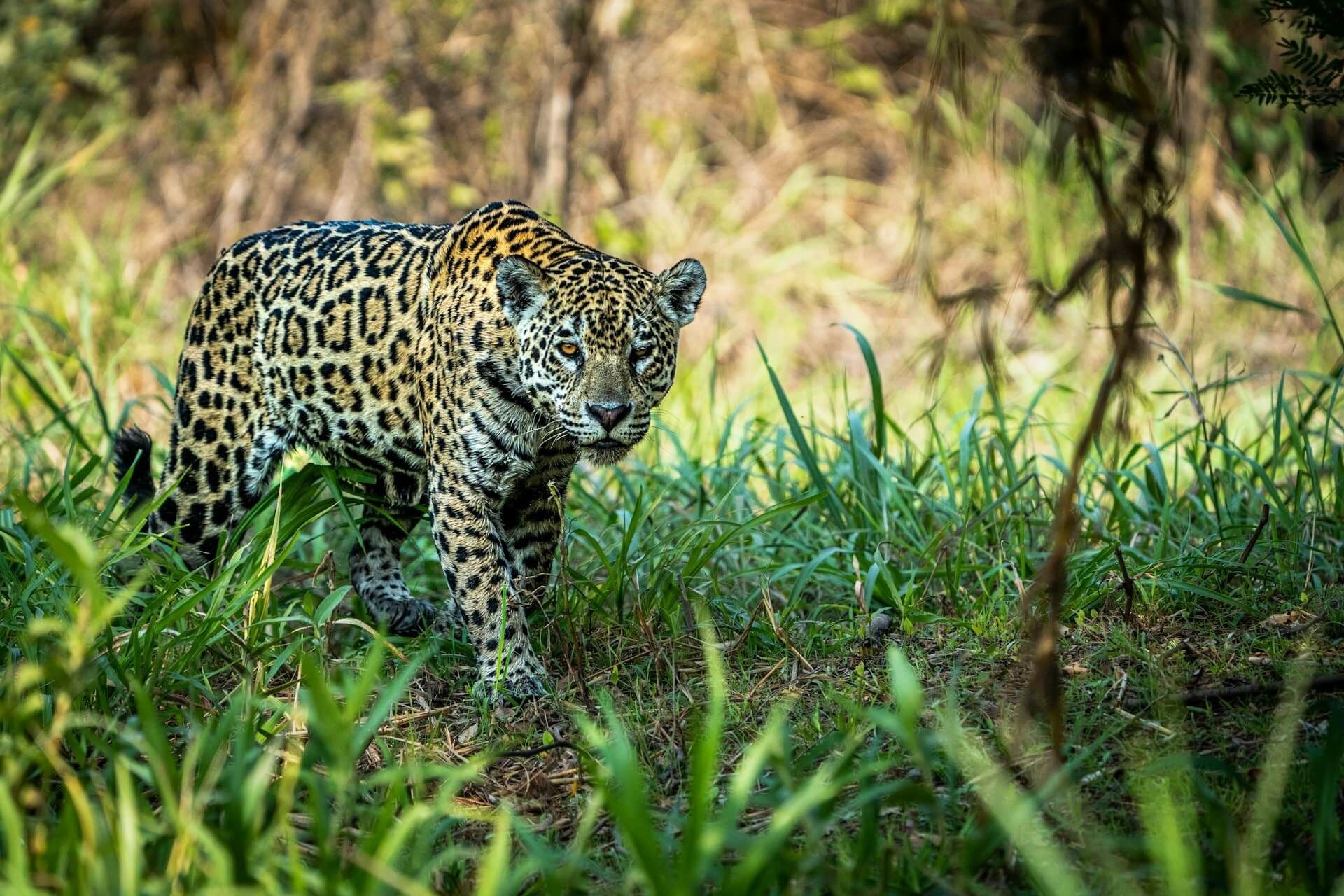 Jaguar à Porto Jofre au Brésil