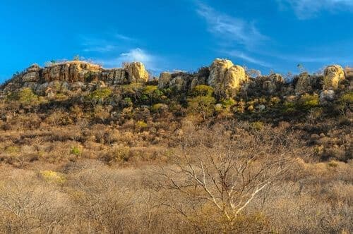Caatinga, au Brésil