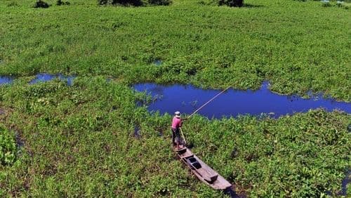 Le Pantanal, au Brésil