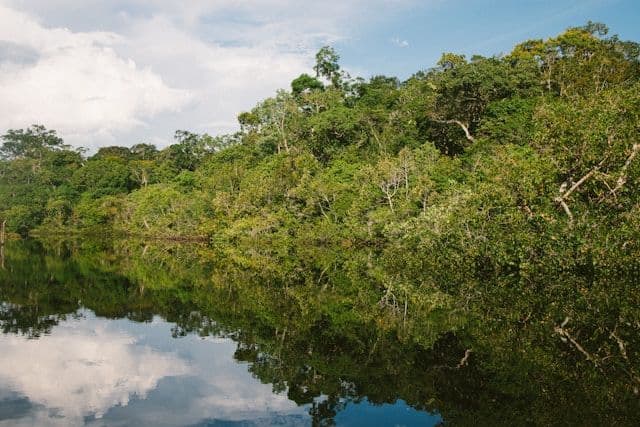 La forêt amazonienne au Brésil