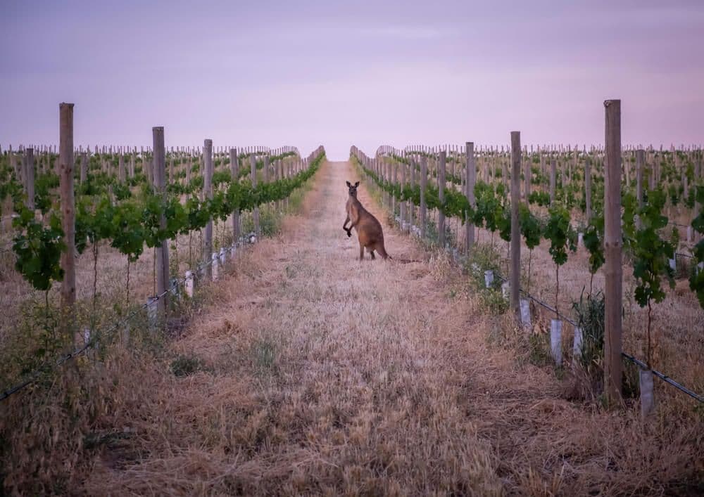 Barossa Valley