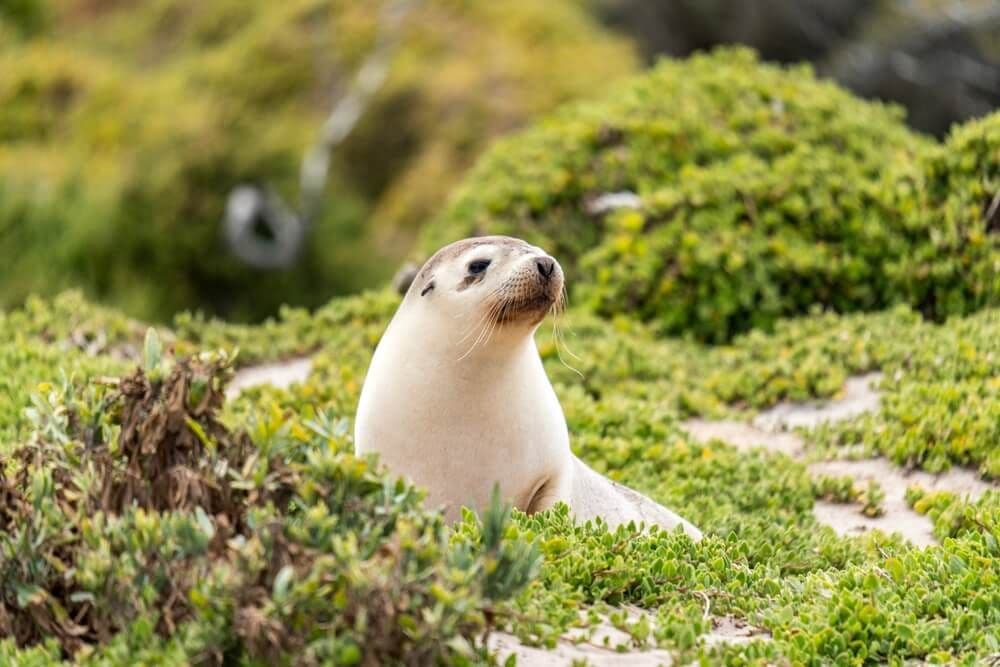 Kangaroo Island