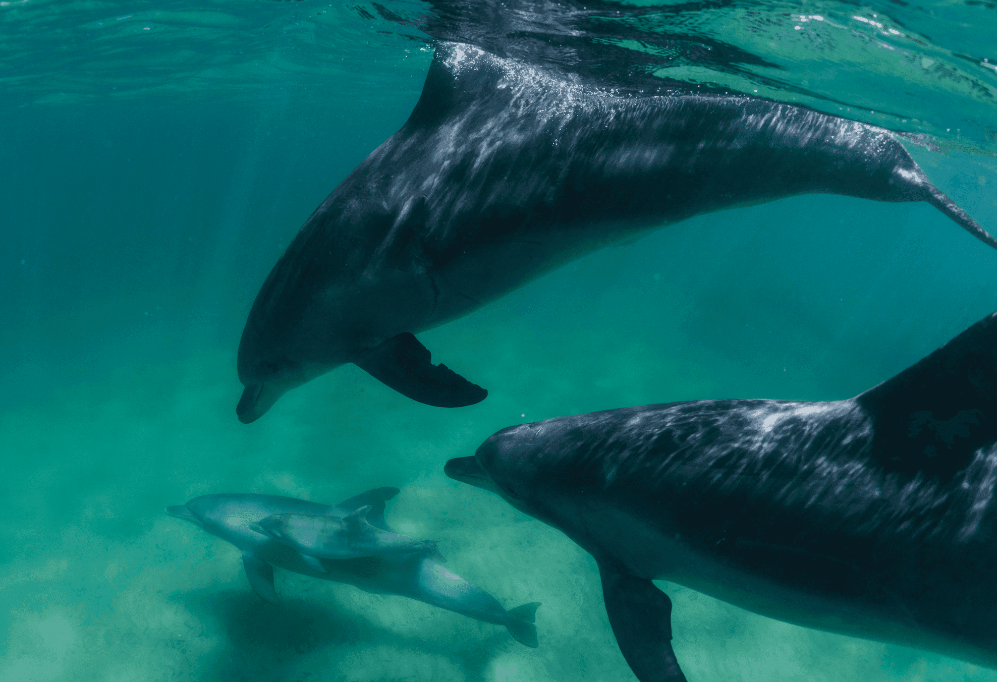 Dolphin Discovery Centre