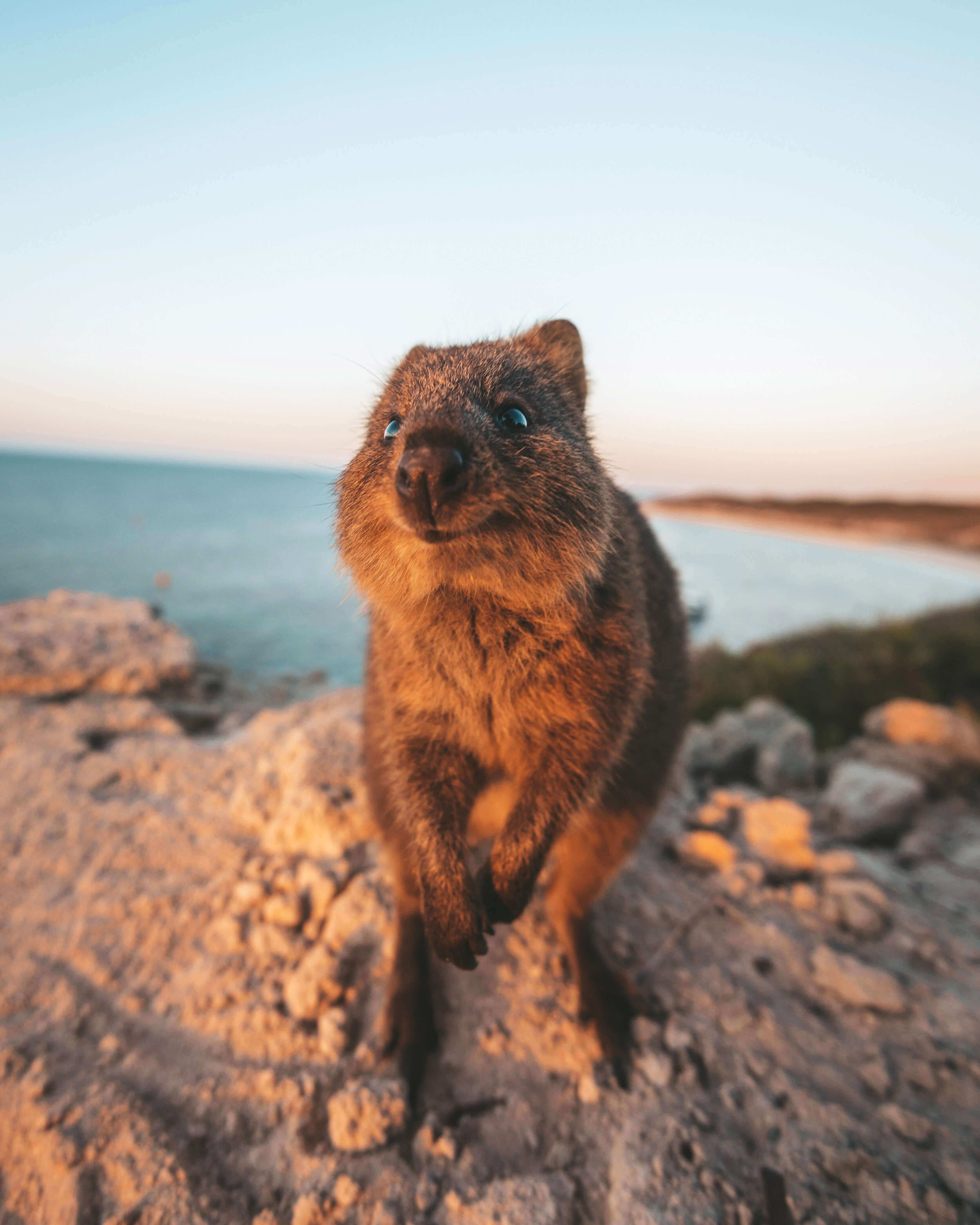Quokka on Rottnest Island