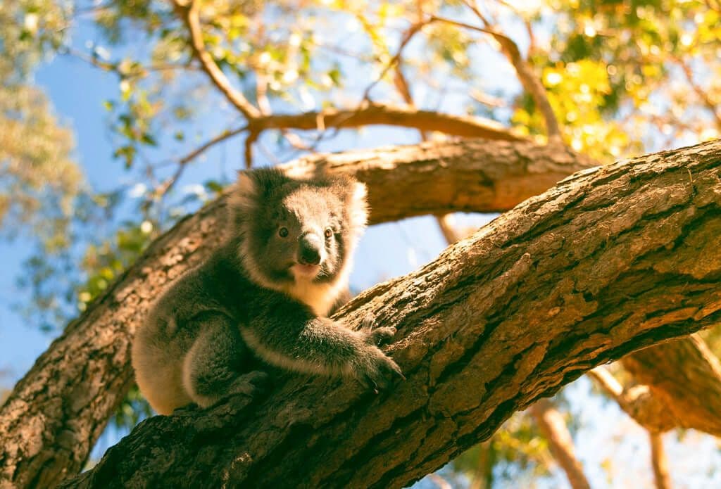 Lone Pine Koala Sanctuary