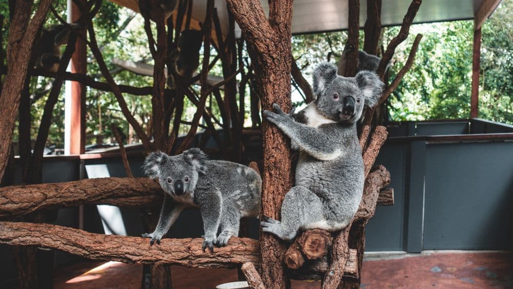 Brisbane