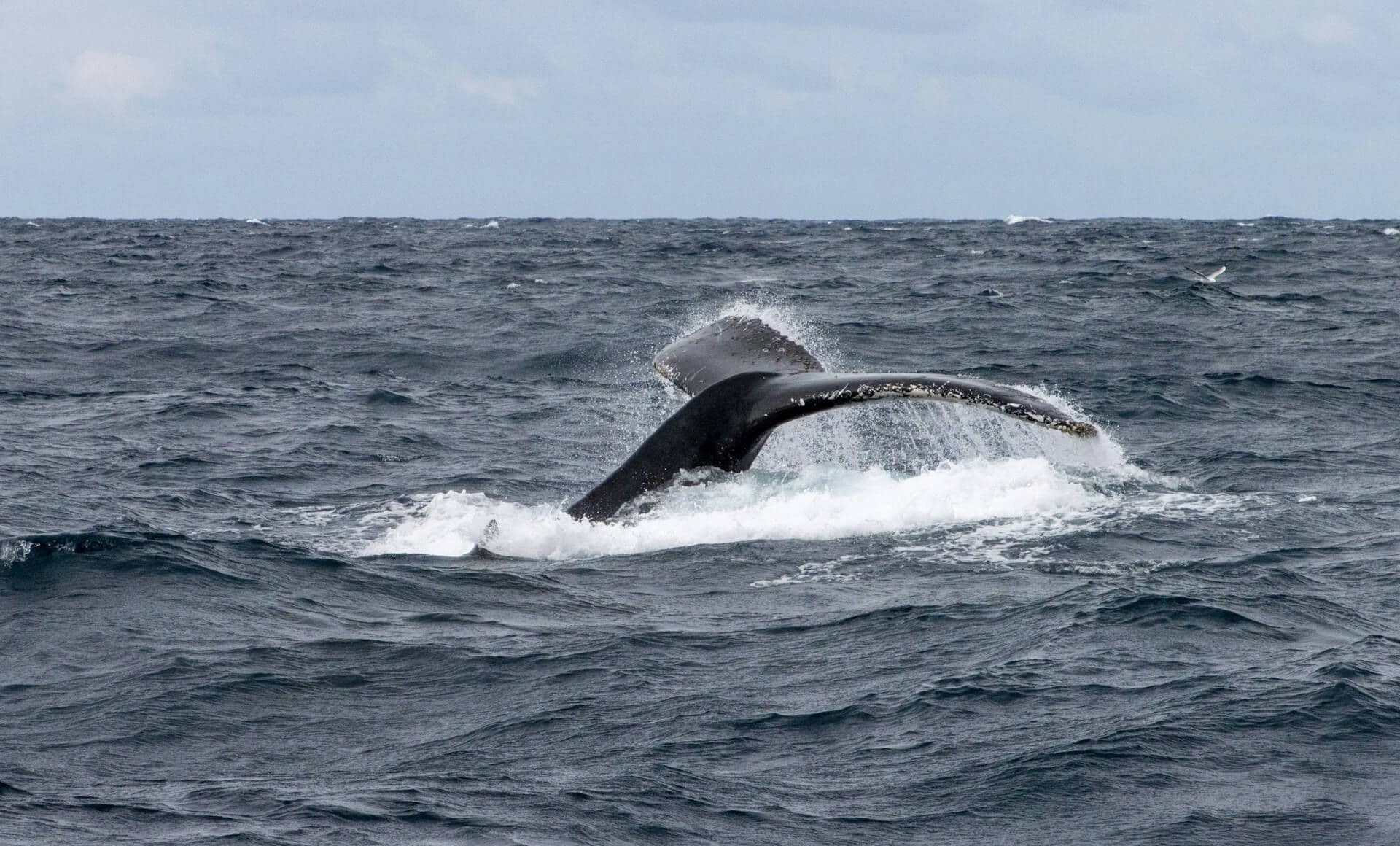 Baleine à Sydney.