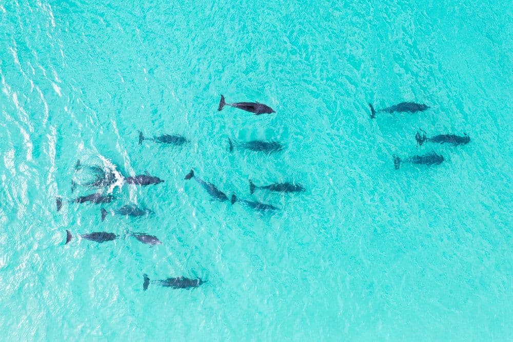 Dauphins à Jervis Bay