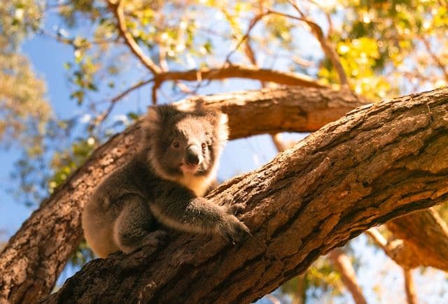 Lone Pine Koala Sanctuary