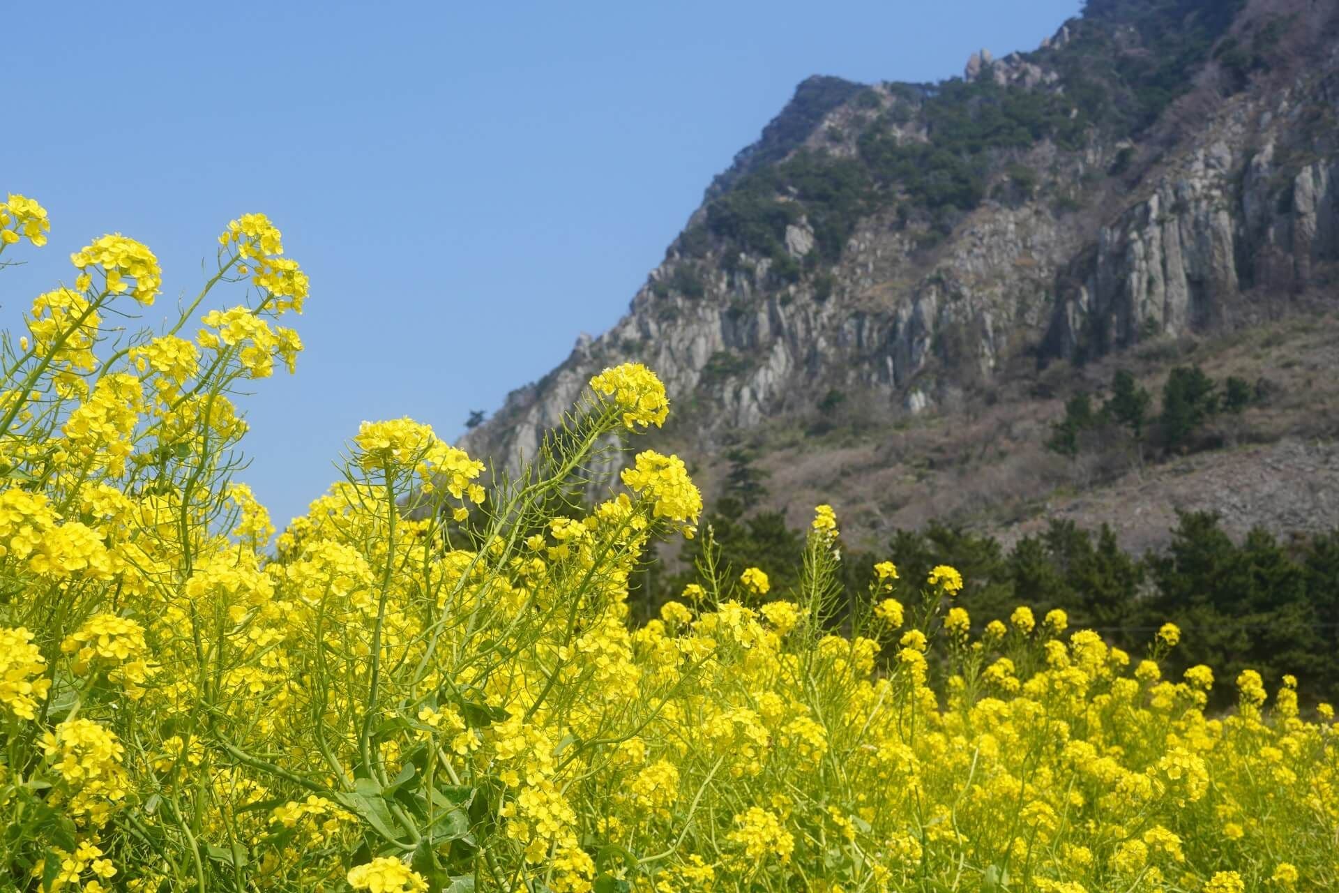Le colza sur l'île de Jeju au printemps