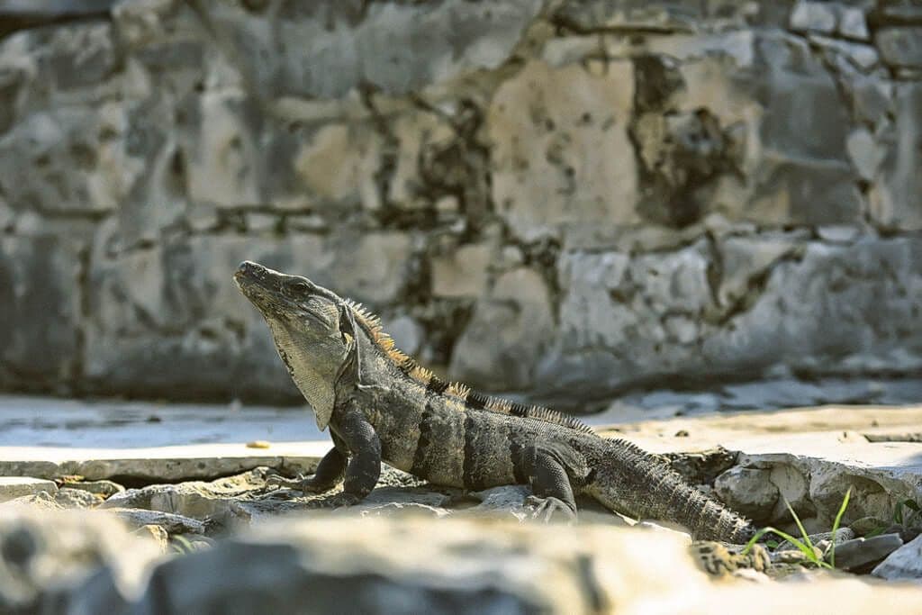 Iguane à Tulum