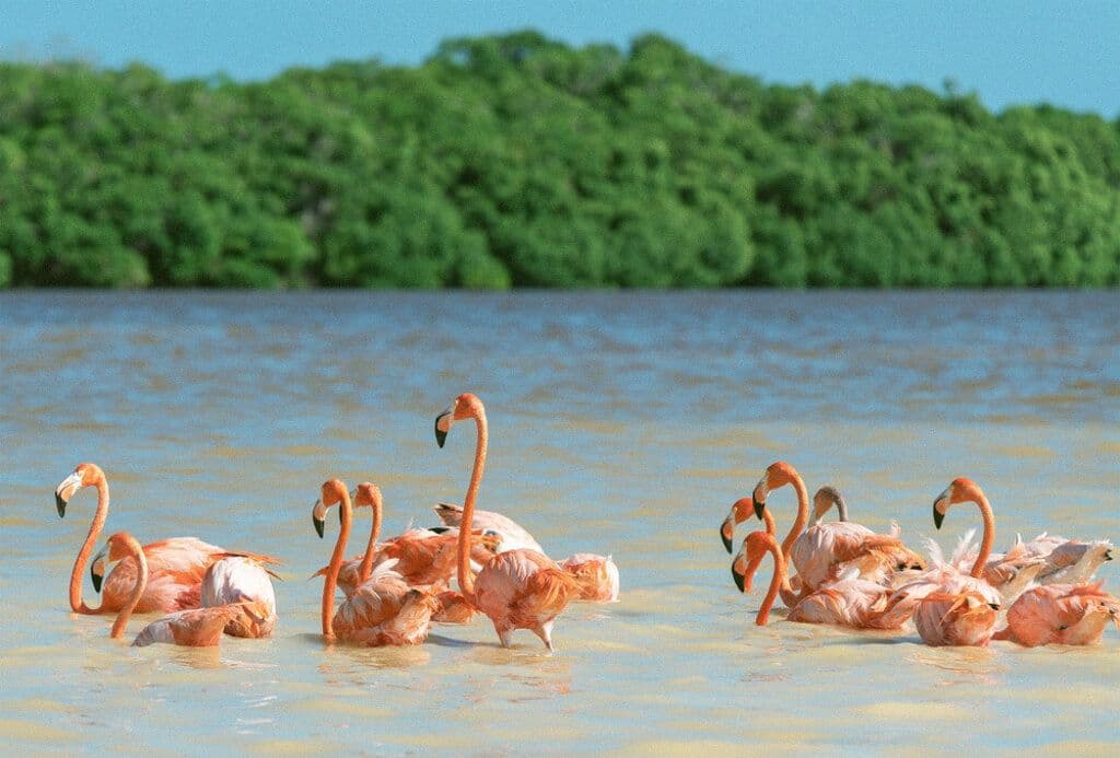 Flamants roses au Mexique
