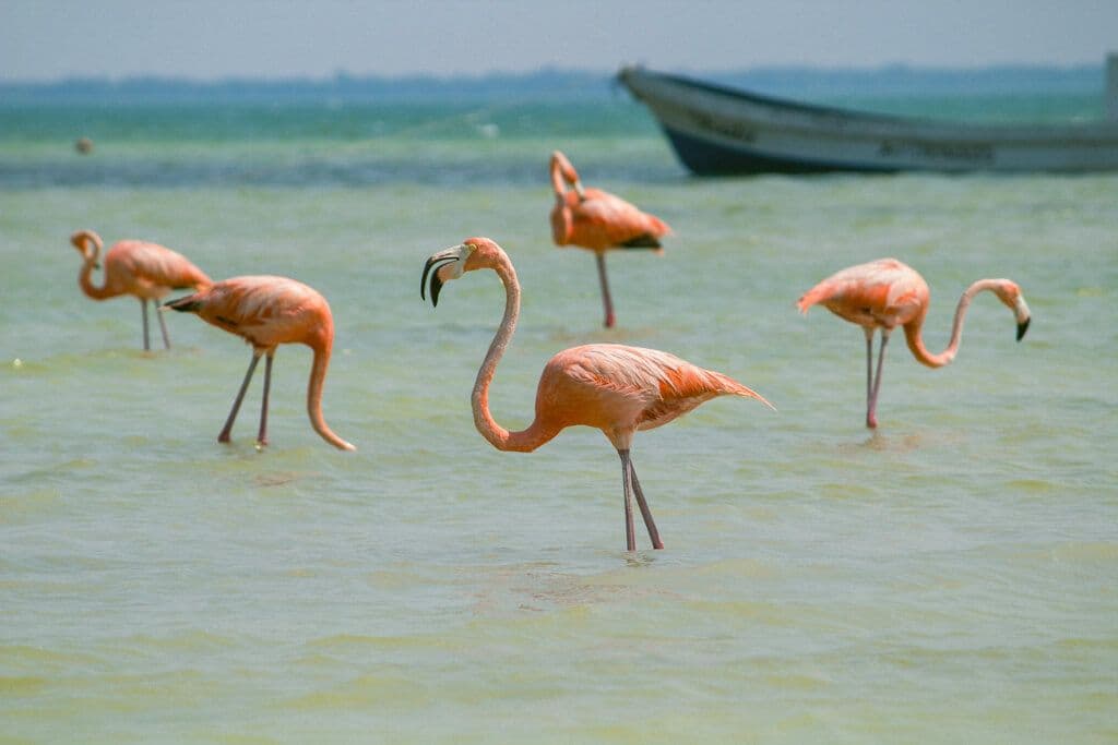 Flamants roses, Holbox