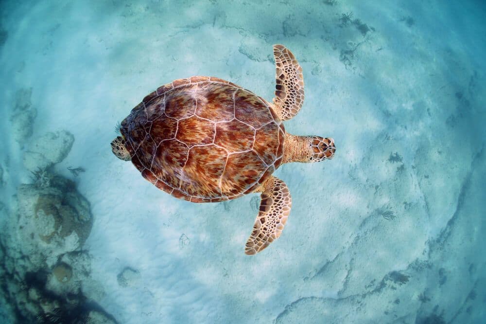 Tortues à Tulum