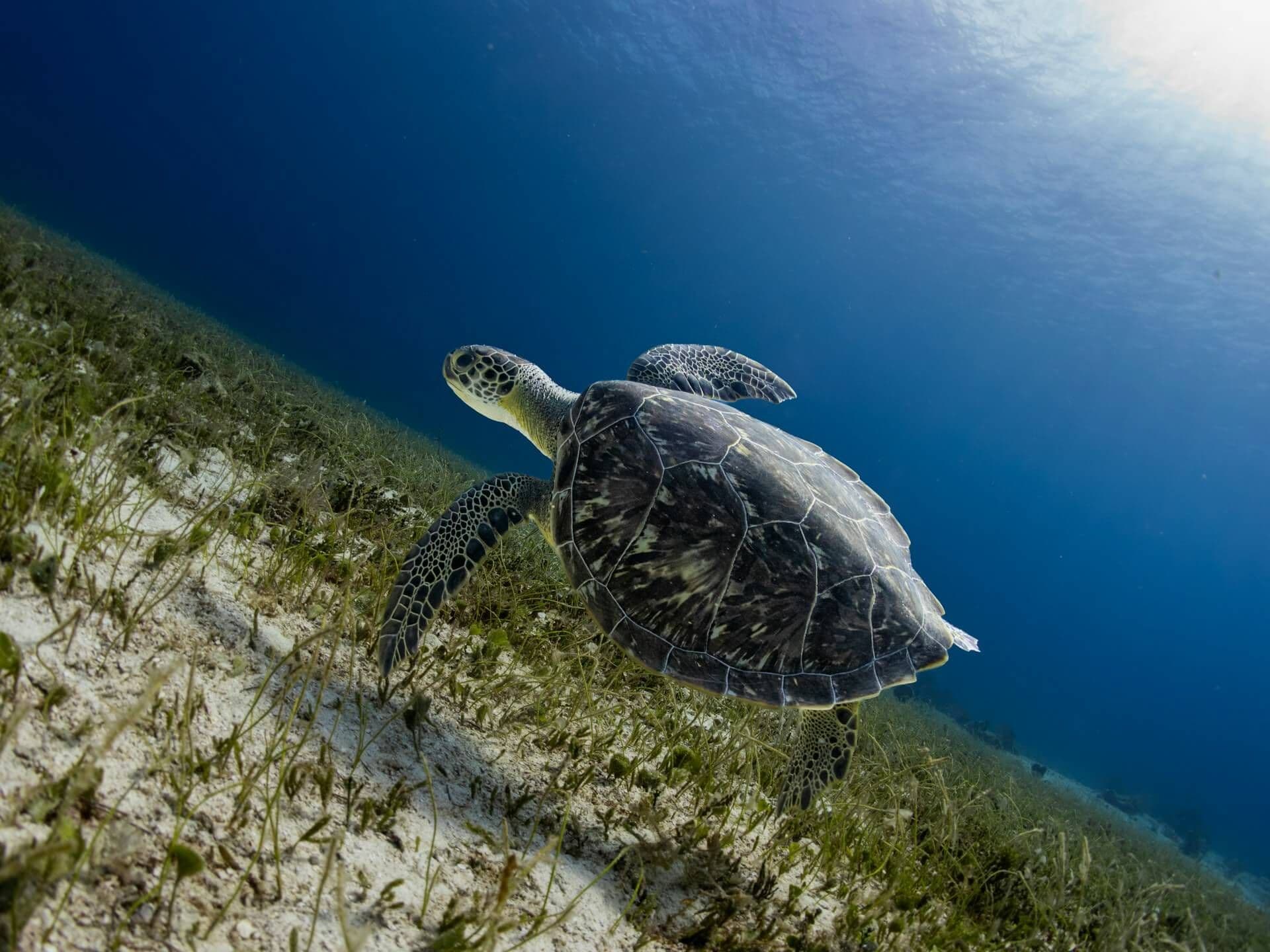 Cozumel