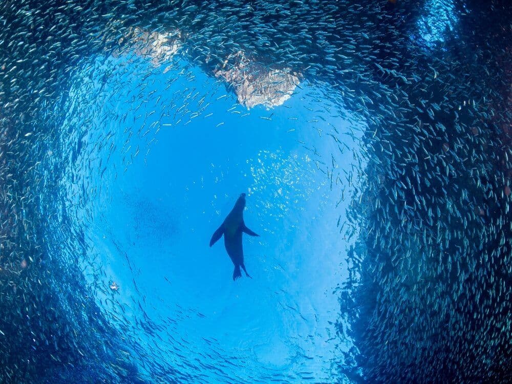 La Paz, Baja California, Mexique