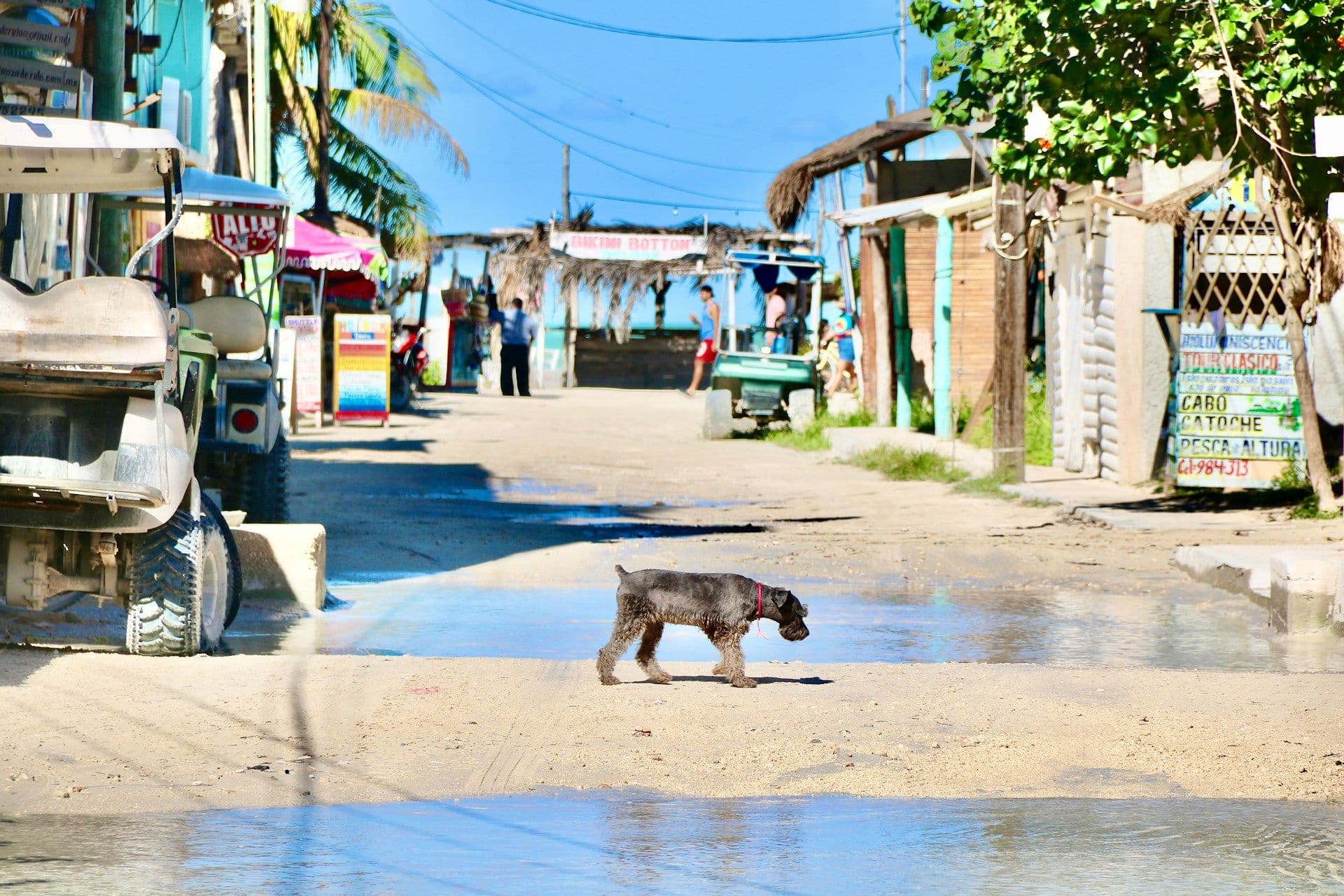 petit chien à Holbox