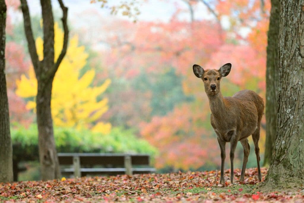 La ville de Nara et ses biches