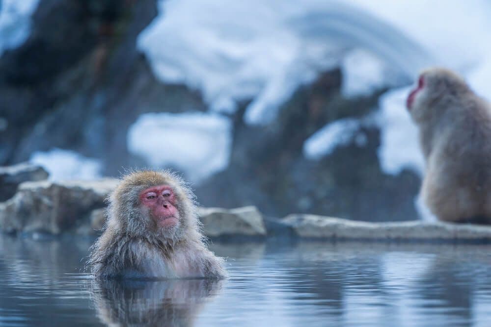 Les singes de Nagano, Japon