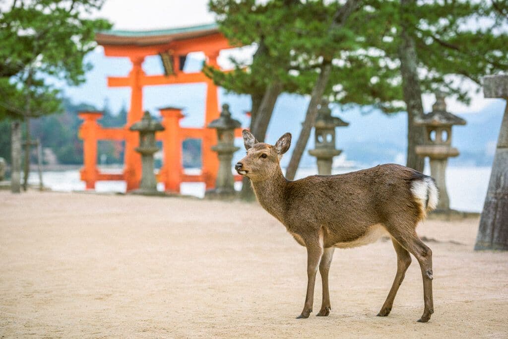 Biche à Miyajima