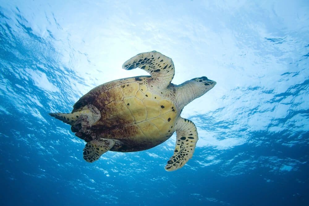 Tortue à Tahiti