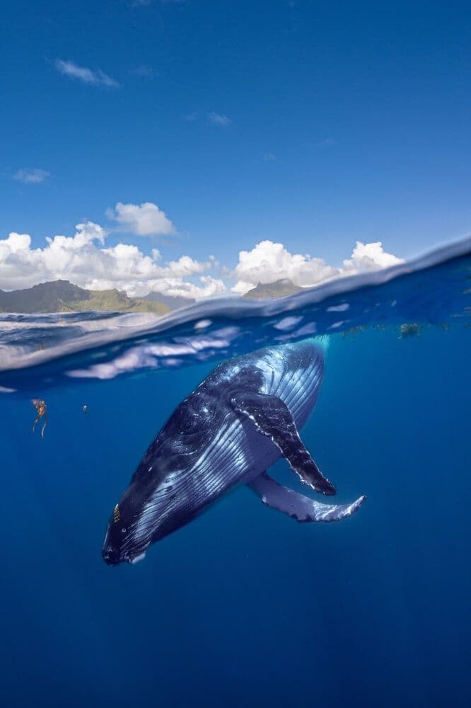 Moorea