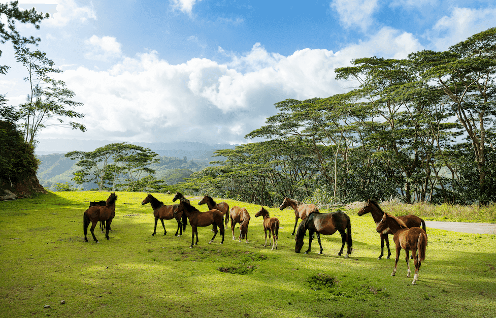 Nuku Hiva