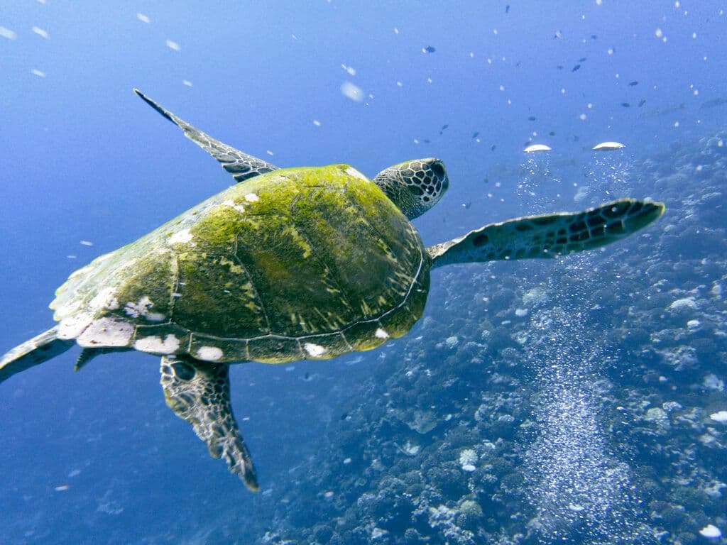 Tortue à Moorea
