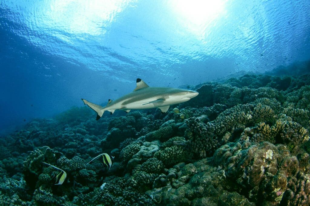 Requin à Fakarava