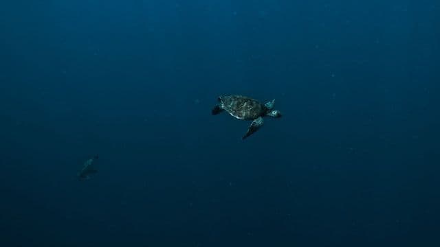 Tortue à Tahiti