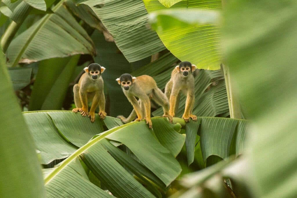 Petits singes à Puerto Maldonado