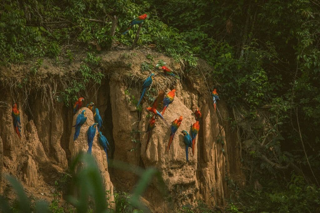 Des perroquets à Puerto Maldonado