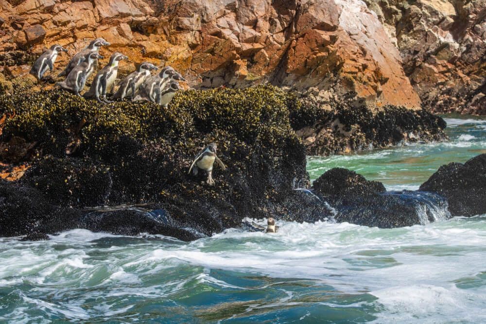 Paracas
