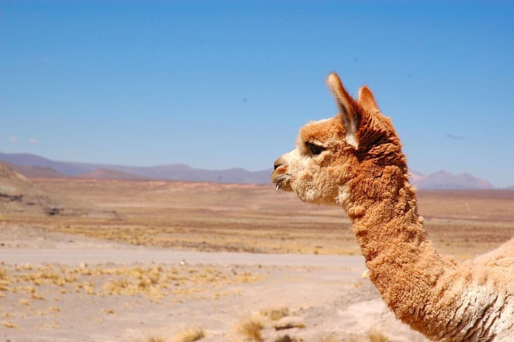  Arequipa Lama