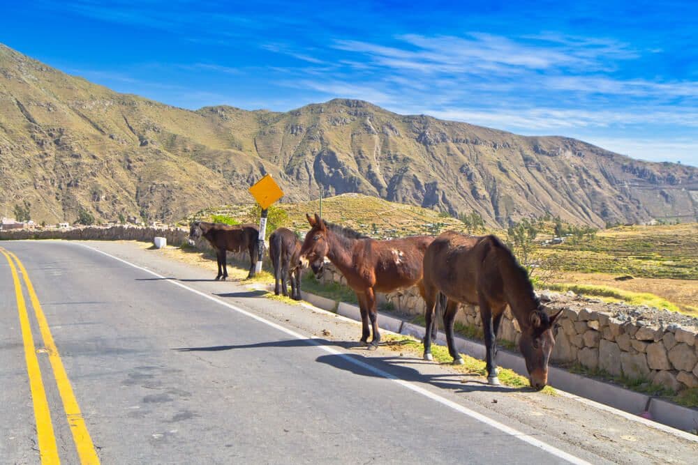  Canyon de Colca